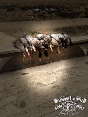 A row of hunted ducks is lined up on a wooden bench outdoors. The logo "Waterfowl Unlimited Guide Service" is displayed in the lower right corner.