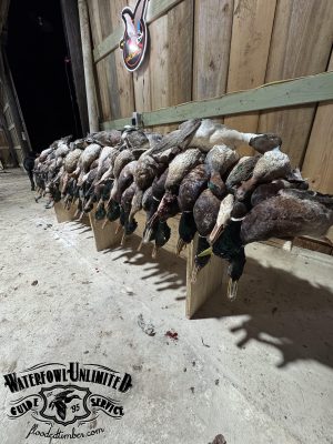 A row of harvested ducks lined up on wooden stands inside a wooden structure, with a Waterfowl Unlimited Guide Service logo visible in the foreground.