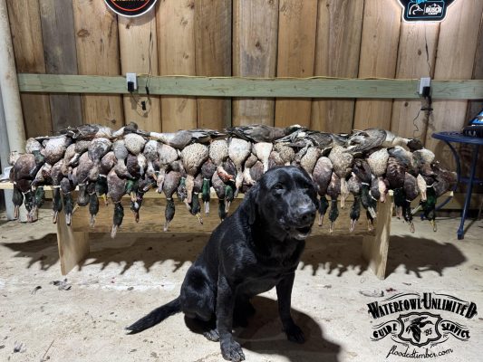 A black dog sits in front of a wooden rack displaying numerous harvested ducks in a garage with wooden walls and hunting signs.