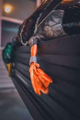A close-up of a duck’s orange leg with a metal identification band resting on a dark ridged surface.