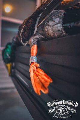 A close-up of a duck with an identification band on its orange leg, lying on a dark ribbed surface. The Waterfowl Unlimited Guide Service logo is in the bottom right corner.