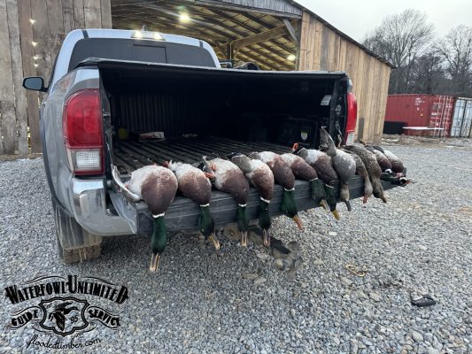 A row of hunted ducks lined up on the open tailgate of a pickup truck, parked on gravel in front of a wooden building.