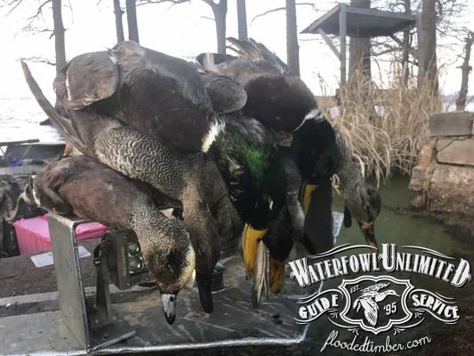 Lake Reelfoot TN Duck hunting trips _ Flooded Timber