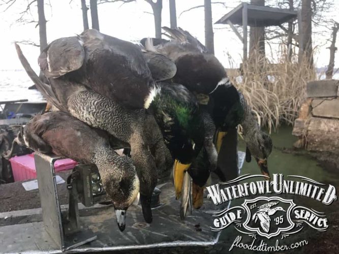 Lake Reelfoot TN Duck hunting trips _ Flooded Timber
