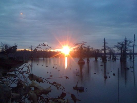 Lake Reelfoot TN Guided duck hunt _ Flooded Timber