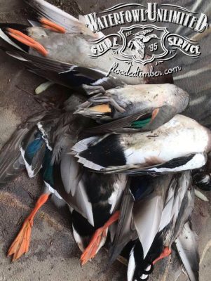 Lake Reelfoot TN Guided duck hunting _ Flooded Timber
