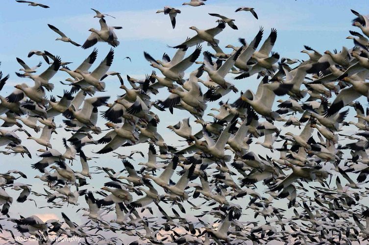Lake Reelfoot Tiptonville Duck hunt _ Flooded Timber