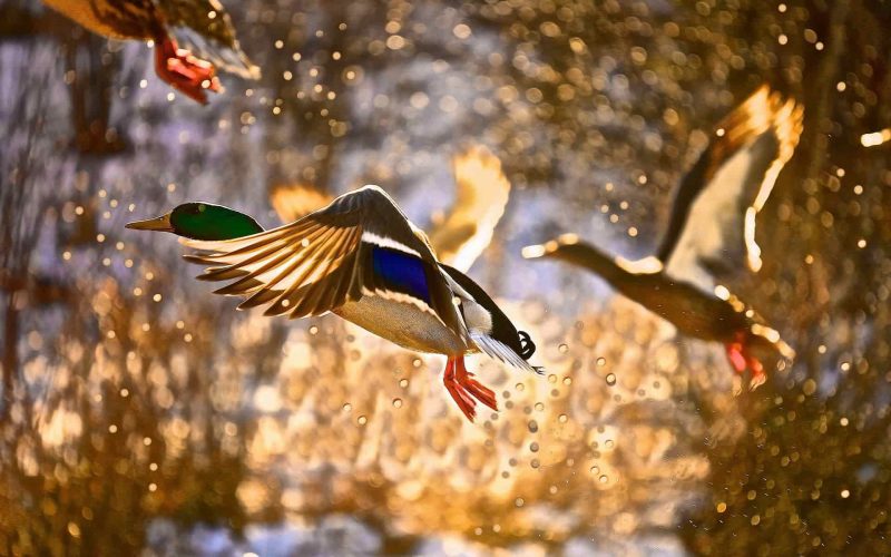 mallards landing in timber