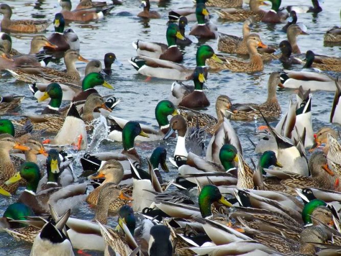 Public duck hunts Lake Reelfoot Tiptonville TN _ Flooded Timber