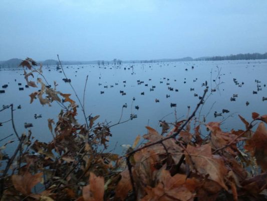 Public duck hunts _ Flooded Timber