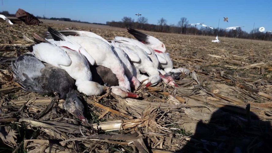 Reelfoot lake Duck hunts _ Flooded Timber
