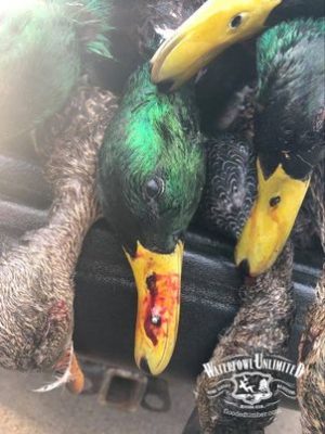 Reelfoot lake Guided duck hunt _ Flooded Timber