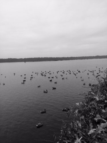 Reelfoot lake TN Duck hunt _ Flooded Timber