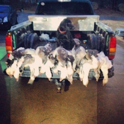 Reelfoot lake Tiptonville Guided duck hunt _ Flooded Timber