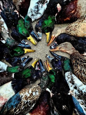 A group of ducks with varied plumage gather in a tight circle, facing inward, with their beaks close to the ground.