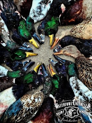 A group of dead ducks arranged in a circular pattern with their heads pointing inward. Waterfowl Unlimited Guide Service logo appears in the bottom right corner.