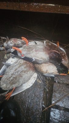 Three dead ducks lying on a wet wooden surface, with some scattered straw and debris visible around them.
