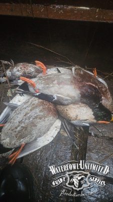 Three dead ducks lie on a wooden surface, with the Waterfowl Unlimited Guide Service logo visible in the bottom right corner.