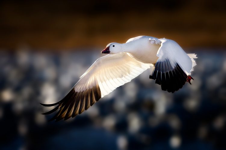 Snow-Goose-Taking-Flight-copy-2