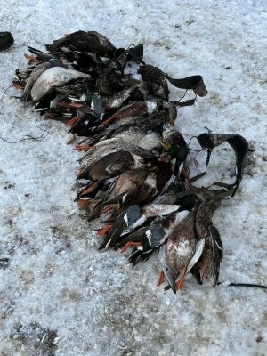 A group of dead ducks with orange feet lies on snowy ground, arranged in a row with hunting straps visible.