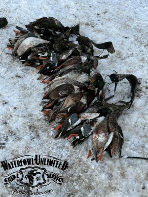 A group of hunted ducks laid out on snow next to hunting gear, with a "Waterfowl Unlimited Guide Service" logo in the corner.