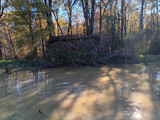 A small wooden shed is partially obscured by fallen branches and surrounded by trees near the edge of a muddy pond on a sunny day.