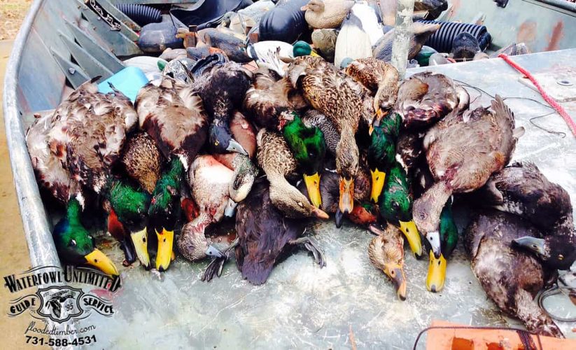 reelfoot duck guide mike newsom copy